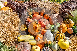 Arrangement of Gourds and Pumpkins