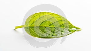 The arrangement highlights the leaf s structure and natural details