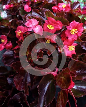 the arrangement of maroon flowers provides beauty in the morning
