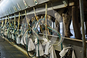 Arrangement of milking parlor on dairy cow farm