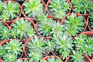 Arrangement miniature green succulent plants