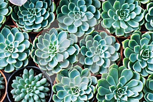 Arrangement miniature green succulent plants