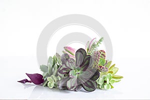 Arrangement of mix green purple and pink echeveria succulent plants isolated on white background