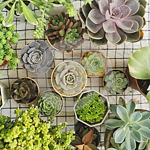 Arrangement of mix green purple and pink echeveria succulent plants on plaid table top background