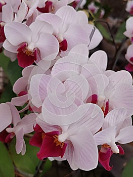 Arrangement of orchids that coincide with each otherÃ¯Â¿Â¼