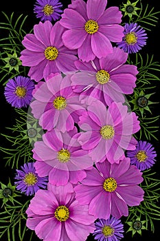 Arrangement with pink cosmea sensation flowers and purple chrysanthemum flowers on a black background seen from above