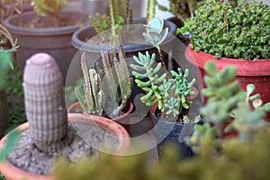 Arrangement of potted cactus and succulents in the garden of a house in Buenos Aires, Argentina