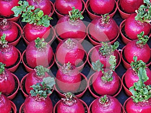 Arrangement of purple radish