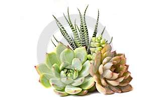 Arrangement of red green Echeveria and Zebra plant succulent flowering houseplants