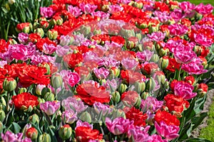 Red and pink tulips in Keukenhof garden, Lisse, the Netherlands nature background, gardening photo