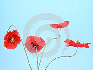 Arrangement of red poppies