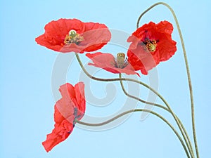 Arrangement of red poppies