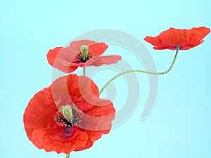 Arrangement of red poppies