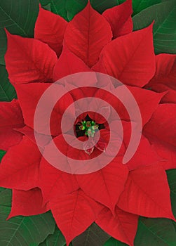 Arrangement with a single red poinsettia flower and green leaves seen from above