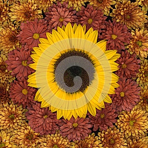 Arrangement with a single sunflower surrounded by  chrysanthemum flowers in a full frame image seen from above on a black