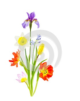 Arrangement of spring flowers on white