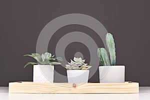 Arrangement of succulent plants and cactus on wooden tablet in front of gray wall photo
