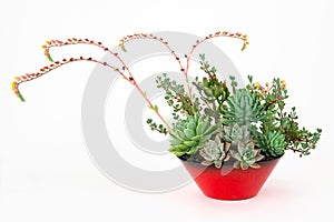 Arrangement of Succulent Plants in Flower Pot Isolated on White.