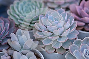 Arrangement of succulents, cactus succulents in a planter. Echeveria succulent