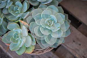 Arrangement of succulents, cactus succulents in a planter. Echeveria succulent