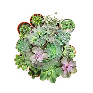 arrangement of succulents or cactus on white background, overhead or top view
