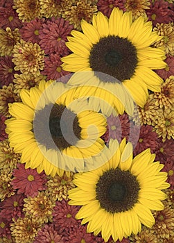 Arrangement with sunflowers and chrysanthemum flowers in a full frame image seen from above