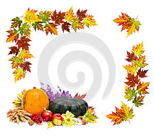 Arrangement of thanksgiving. Frame of maple leafs, pumpkins, apples, wheat, walnuts, and flowers on white background