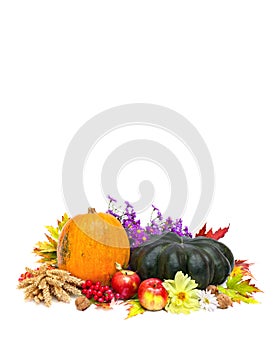 Arrangement of thanksgiving. Pumpkins, apples, wheat, walnuts, of maple leafs and flowers on white background with space for text