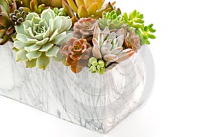 Arrangement of various types red and green succulent flowering houseplants in marble pot planter white background