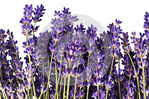 Arrangement of violet lavendula flowers on white background, studio photo, close up. photo