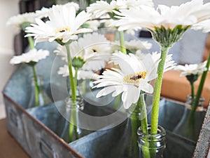 Arrangement of white gerbera flowers in small glass vases