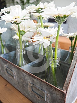 Arrangement of white gerbera flowers in small glass vases