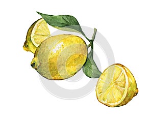 Arrangement with whole and slice fresh citrus fruit lemon with green leaves and flowers.