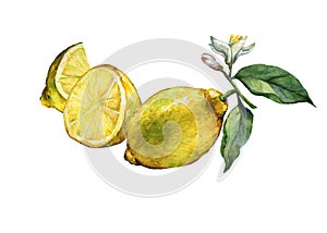 Arrangement with whole and slice fresh citrus fruit lemon with green leaves and flowers.