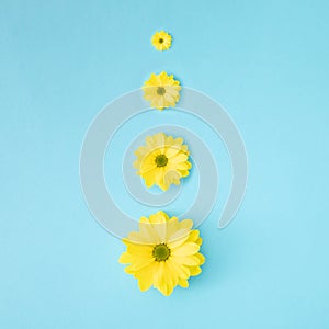 Arrangement yellow chrysanthemum daisy flower on blue pastel background. Flat lay