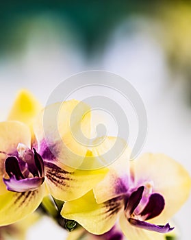 Arrangement Of Yellow Orchids In A Village Flower Show