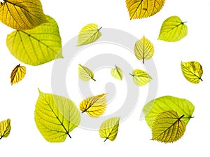 An arrangment of spring leaves