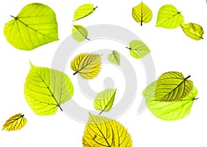 An arrangment of spring leaves