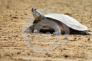 Arrau turtle (Podocnemis expansa) photo