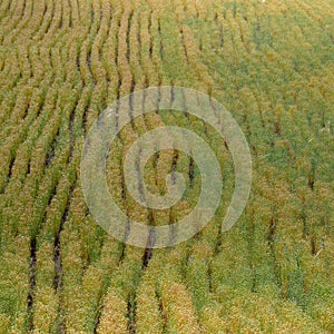 Broomcorn millet fruit field