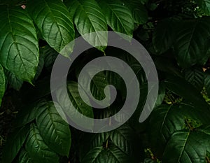 Array of green leaves in the forest