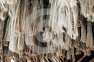 Array of hanging Abaca plant fibers, a natural leaf fiber, also called Manila hemp or Musa textilis from Banana tree leafstalk