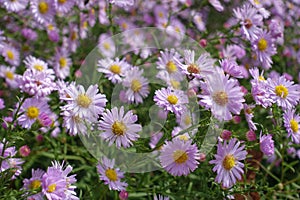 Array of light pink flowers of Michaelmas daisies