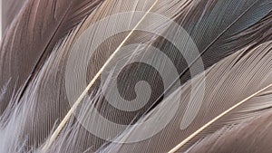 Array of overlapping bird feathers showcasing intricate patterns and textures