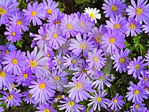 Purple Daisies and One White flower