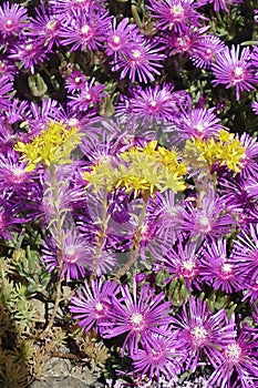 Array of purple iceplant flowers