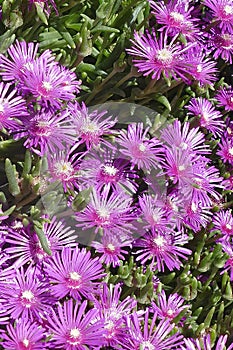 Array of purple iceplant flowers