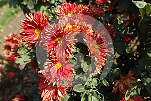 Array of red and yellow flowers of semidouble Chrysanthemums