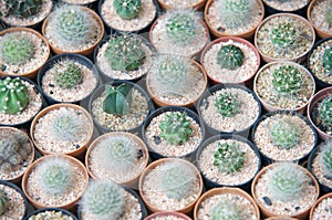 Array of small succulents in tiny pots