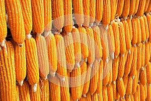 Array sort dent corn (Zea mays indentata) photo